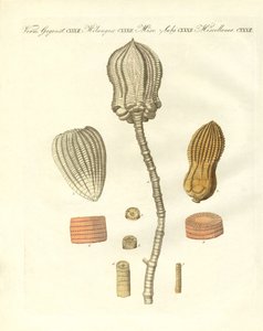 Estranhas fossilizações (gravura colorida) de German School
