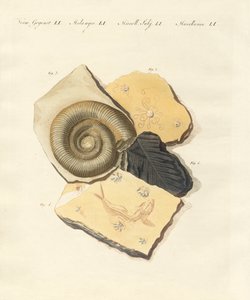 Estranhas fossilizações (gravura colorida) de German School