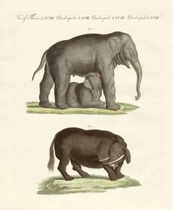 Estranhos animais de quatro pés (gravura colorida) de German School