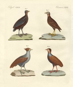 Estranhas galinhas (gravuras coloridas) de German School