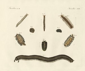 Insectos estranhos (gravura colorida) de German School