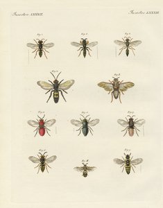 Insectos estranhos (gravura colorida) de German School