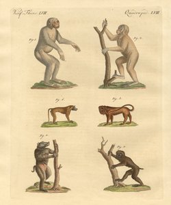 Tipos estranhos de macacos de German School
