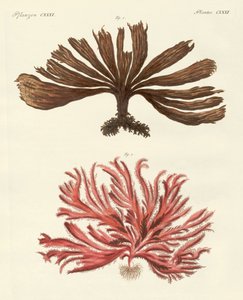 Tipos estranhos de algas de German School