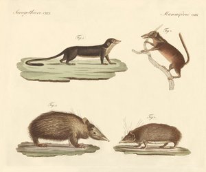 Mamíferos estranhos (gravura colorida) de German School