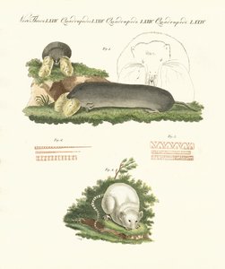 Mamíferos estranhos (gravura colorida) de German School