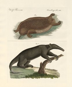 Mamíferos estranhos de German School