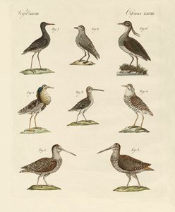 Estranhas aves marsh de German School