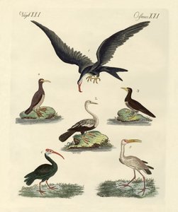 Estranhas aves marinhas e aves aquáticas de German School