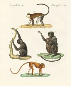 Macacos estranhos (gravura colorida) de German School