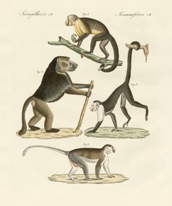 Macacos estranhos (gravura colorida) de German School