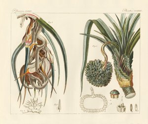 Plantas estranhas (gravura colorida) de German School