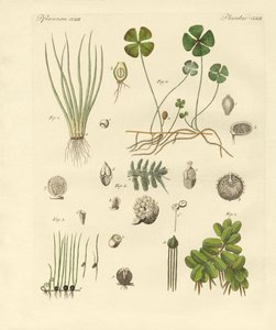 Plantas estranhas (gravura colorida) de German School