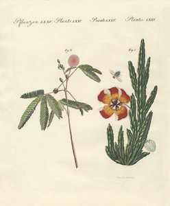 Plantas estranhas de German School