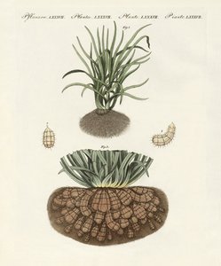 Plantas estranhas de German School