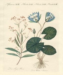 Plantas estranhas de German School
