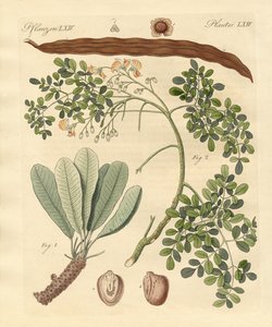 Plantas estranhas de German School
