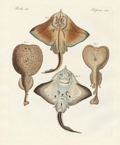 Raios estranhos (gravura colorida) de German School