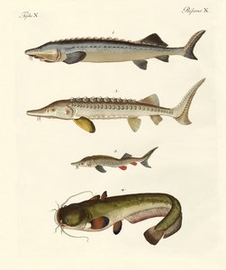 Peixe rio estranho de German School