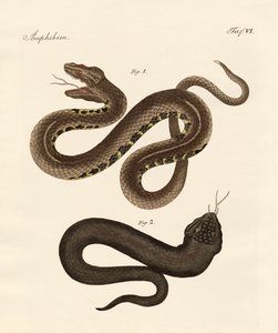Cobra estranha de German School