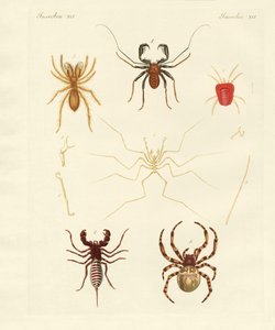 Aranhas estranhas (gravação colorida) de German School