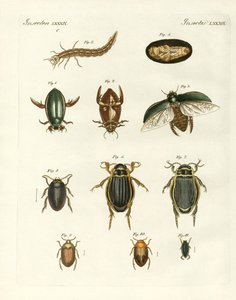 Escaravelhos de natação estranhos (gravura colorida) de German School
