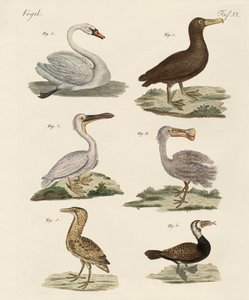 Aves aquáticas estranhas de German School