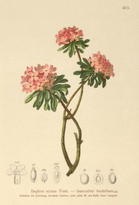 Daphne estriado (Daphne striata) de German School