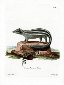 Skunk listrado (gravação a cores) de German School