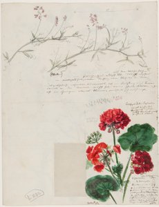 Estudos de plantas e figuras feitas em Roma e Pankow, Berlim, 1868 de German School