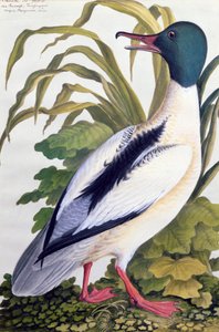 Estudo de um pato-real, c.1790 (wc com guache sobre papel) de German School