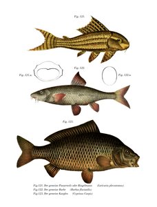 Suckermouth Catfish (cor litho) de German School