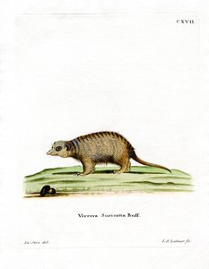 Surikate (gravura colorida) de German School