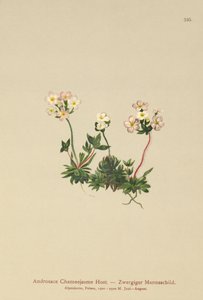 Sweetflower Rockjasmine (Androsace Chamaejasme) de German School