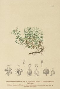 Swiss Bedstraw (Galium Helveticum Rubia rupicolum, Rubia megalospermum) de German School