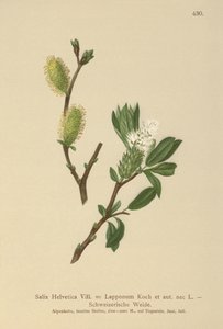 Salgueiro Suíço (Salix Helvetica, Salix Lapponum) de German School