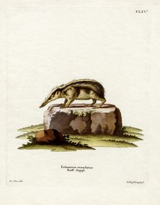 Tailless Tenrec (gravação a cores) de German School