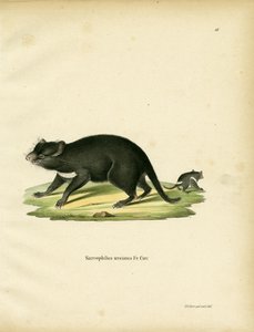Tasmanian Devil (gravura colorida) de German School