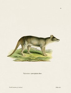 Tasmanian Tiger (gravura colorida) de German School