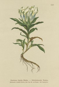Tauern genciana (Gentiana frio) de German School