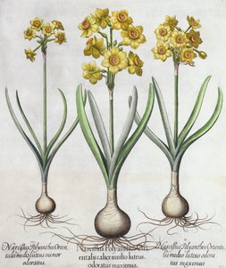 Tazetta Narcissi, do Hortus Eystettensis de Basil Besler (1561-1629), pub. 1613 (gravura colorida à mão) de German School