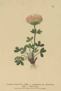 Trevo de Thals (Trifolium Thalii, Trifolium caespitosum) de German School