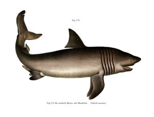 The Basking Shark (cor litho) de German School