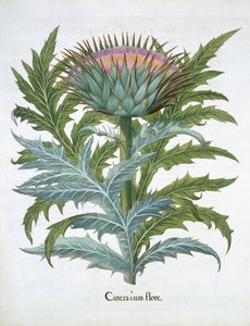 O Cardo, do Hortus Eystettensis de Basil Besler (1561-1629), pub. 1613 (gravura colorida à mão) de German School