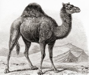 O dromedário, também conhecido como camelo árabe, do "Meyer