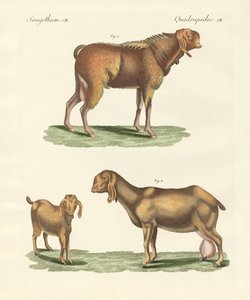 A cabra egípcia (gravura colorida) de German School