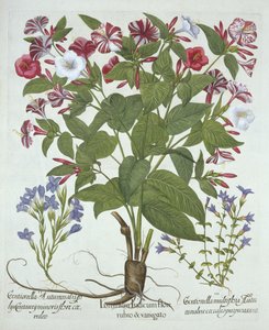 A Maravilha do Peru e Duas Variedades de Genciana, de Hortus Eystettensis, de Basil Besler (1561-1629), pub. 1613 (gravura colorida à mão) de German School
