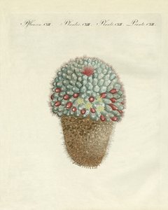 O cardo melão em forma de peito (gravura colorida) de German School
