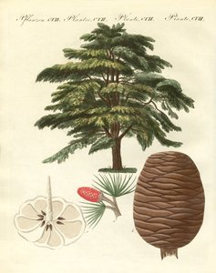 O cedro do Líbano (gravura colorida) de German School