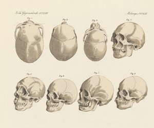 O crânio das cinco raças humanas (gravura colorida) de German School